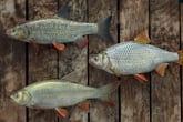 Professional Fishing: Sakura© Ryokan Spinning